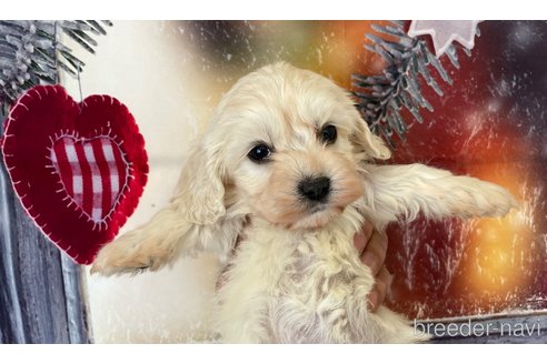 成約済の北海道のミックス犬-362244の5枚目