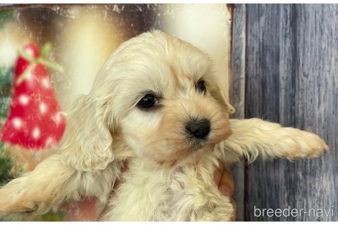 成約済の北海道のミックス犬-362244の6枚目