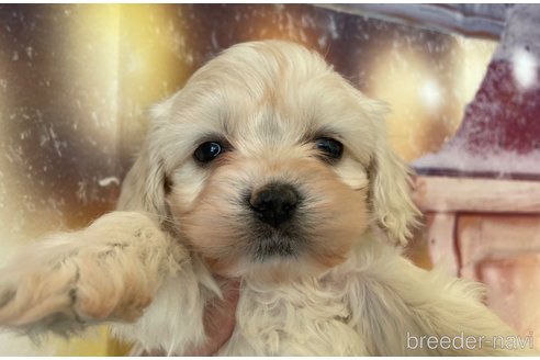 成約済の北海道のミックス犬-362246の5枚目