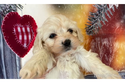 成約済の北海道のミックス犬-362246の4枚目