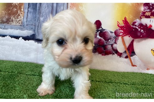 成約済の北海道のミックス犬-362246の7枚目