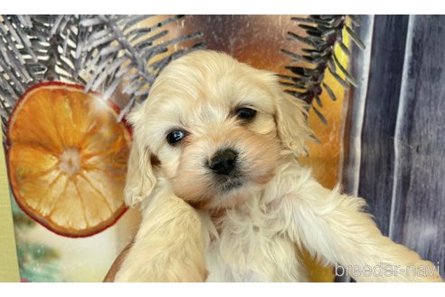 成約済の北海道のミックス犬-362246の3枚目