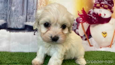 成約済の北海道のミックス犬-362246の1枚目