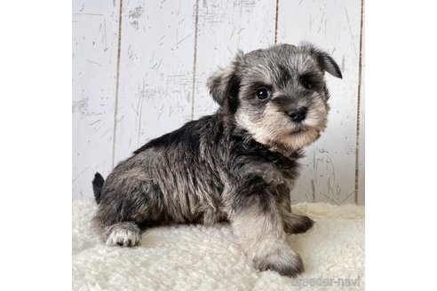 成約済の千葉県のミックス犬-362260の2枚目
