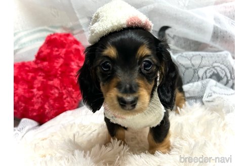成約済の愛知県のミニチュアダックスフンド(ロングヘアード)-357107の1枚目