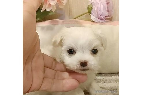 成約済の愛知県のマルチーズ-362266の1枚目