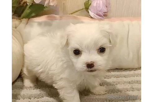 成約済の愛知県のマルチーズ-362266の5枚目