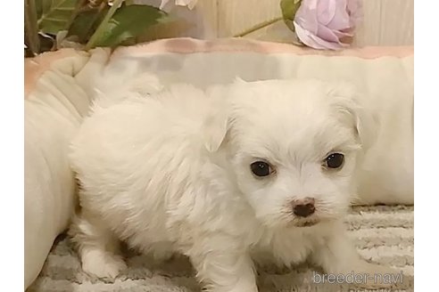 成約済の愛知県のマルチーズ-362266の3枚目