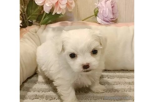 成約済の愛知県のマルチーズ-362266の2枚目