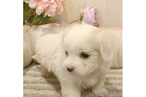 成約済の愛知県のマルチーズ-362269