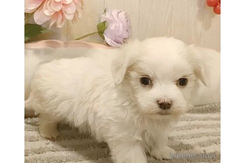 成約済の愛知県のマルチーズ-362269の4枚目