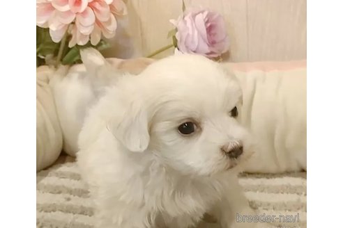 成約済の愛知県のマルチーズ-362269の3枚目