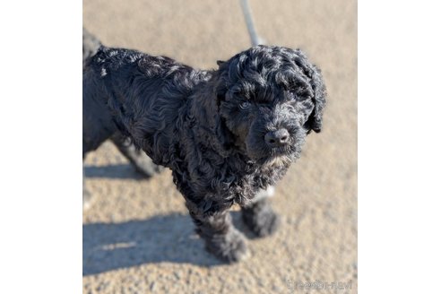 成約済の東京都のその他の犬種-357564の8枚目