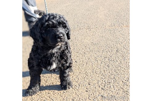 成約済の東京都のその他の犬種-357564の7枚目
