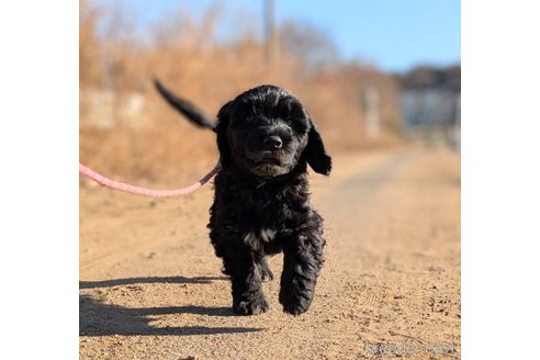 成約済の東京都のその他の犬種-357562の25枚目