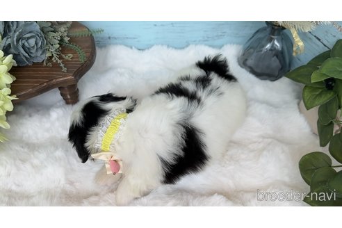 成約済の埼玉県のミックス犬-362292の7枚目