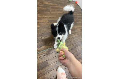 成約済の東京都のボーダーコリー-349567の2枚目