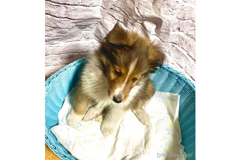 成約済の静岡県のシェットランドシープドッグ(シェルティ)-356151の3枚目