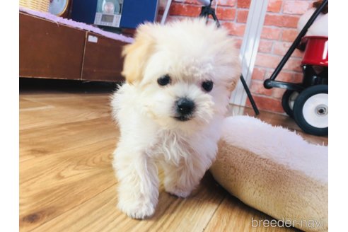 成約済の神奈川県のマルプー:マルチーズ×トイプードル-358100の4枚目