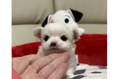 成約済の栃木県のチワワ(ロングコート)-362316の2枚目