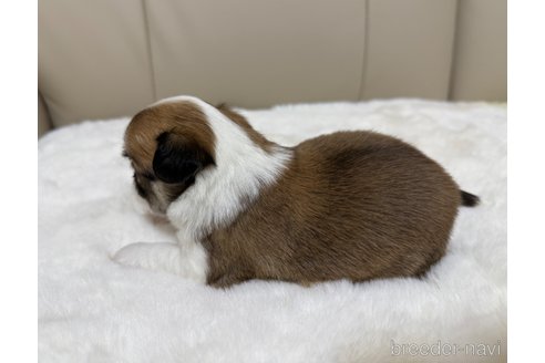 成約済の栃木県のチワワ(ロングコート)-362327の5枚目