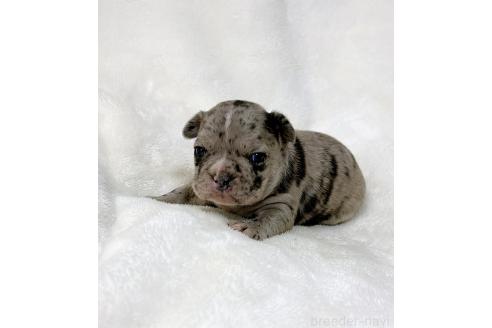 成約済の山口県のフレンチブルドッグ-362353