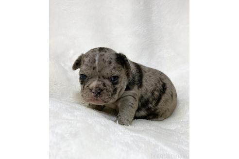 成約済の山口県のフレンチブルドッグ-362353の5枚目