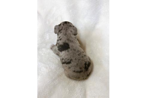 成約済の山口県のフレンチブルドッグ-362353の2枚目