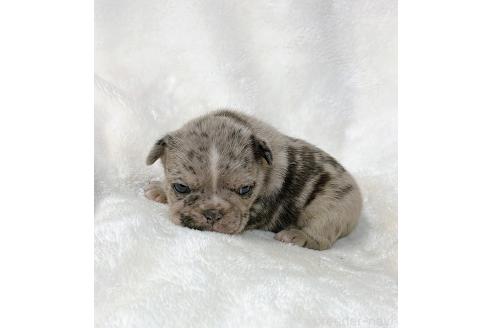 成約済の山口県のフレンチブルドッグ-362354の3枚目