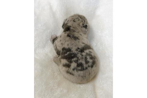 成約済の山口県のフレンチブルドッグ-362354の2枚目