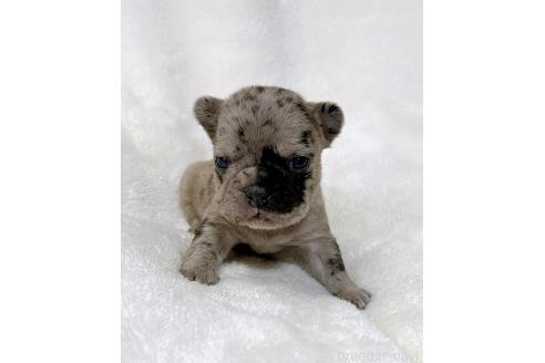 成約済の山口県のフレンチブルドッグ-362355の10枚目