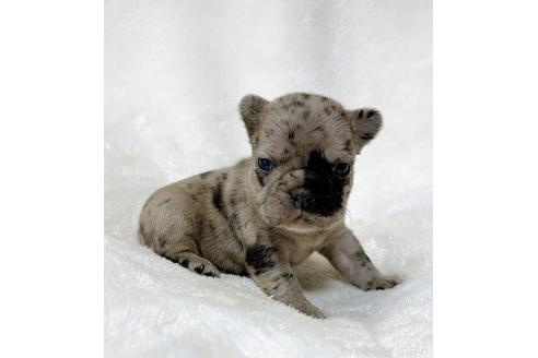 成約済の山口県のフレンチブルドッグ-362355の9枚目