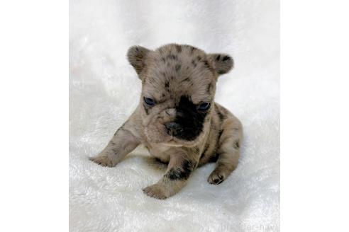 成約済の山口県のフレンチブルドッグ-362355の8枚目