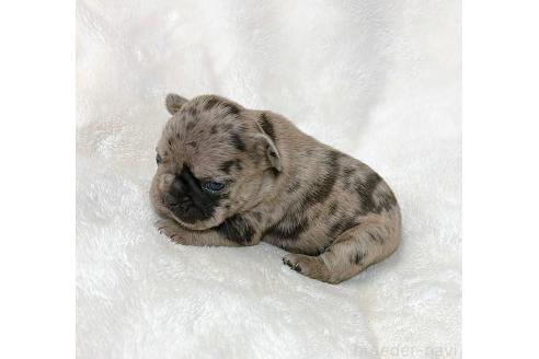 成約済の山口県のフレンチブルドッグ-362355の7枚目