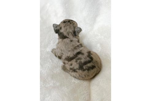 成約済の山口県のフレンチブルドッグ-362355の6枚目