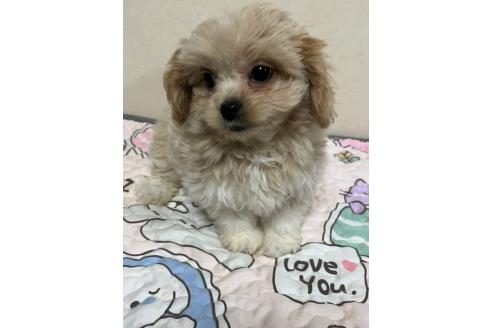 成約済の神奈川県のミックス犬-362358の4枚目