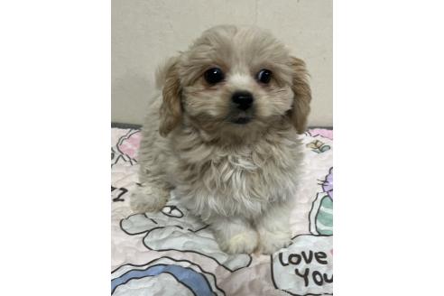 成約済の神奈川県のミックス犬-362358の3枚目