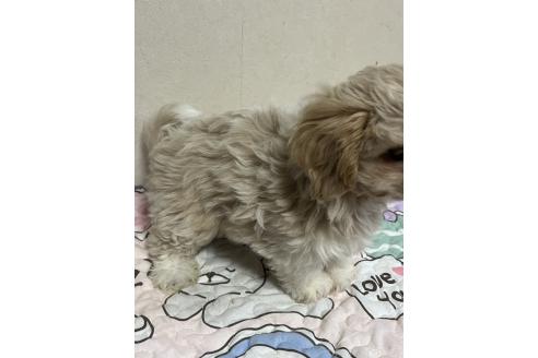 成約済の神奈川県のミックス犬-362358の2枚目