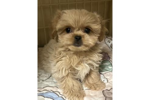 成約済の神奈川県のミックス犬-362360の4枚目