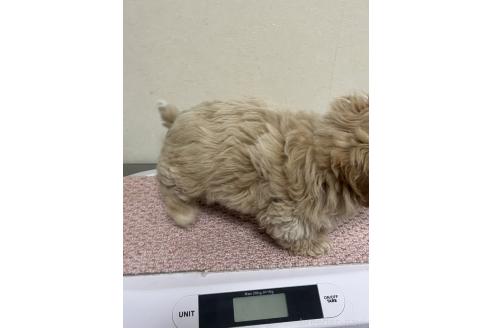 成約済の神奈川県のミックス犬-362360の2枚目