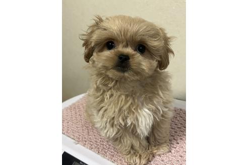 成約済の神奈川県のミックス犬-362360