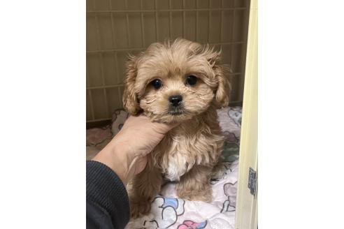 成約済の神奈川県のミックス犬-362361の1枚目