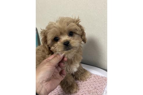 成約済の神奈川県のミックス犬-362361の4枚目