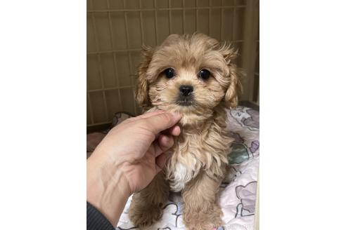 成約済の神奈川県のミックス犬-362361の3枚目
