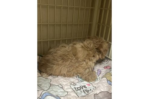 成約済の神奈川県のミックス犬-362361の2枚目