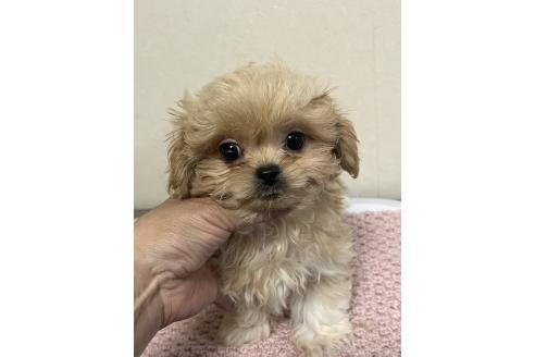 成約済の神奈川県のミックス犬-362362の4枚目