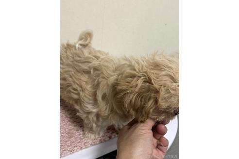 成約済の神奈川県のミックス犬-362362の3枚目