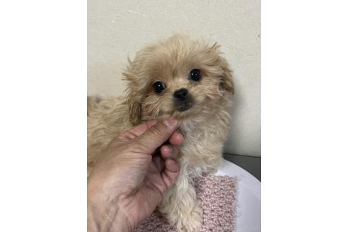 成約済の神奈川県のミックス犬-362362の1枚目