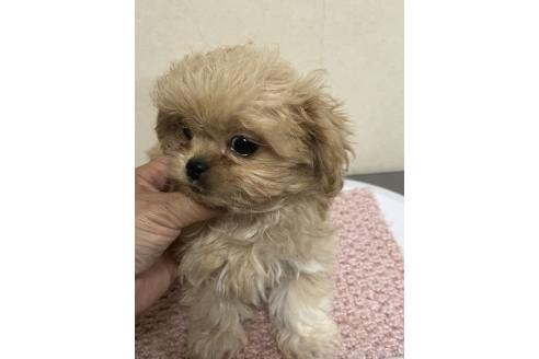 成約済の神奈川県のミックス犬-362362の2枚目