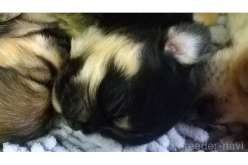 成約済の愛知県のチワワ(ロングコート)-362366の4枚目